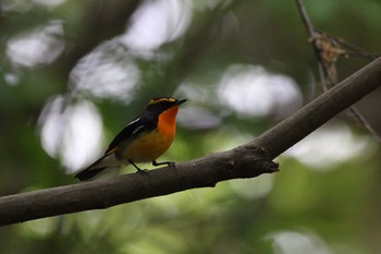 キビタキ 狭山公園 2017年5月9日(火)