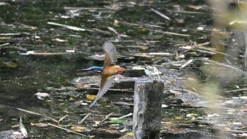 カワセミ 井の頭公園 2021年10月31日(日)