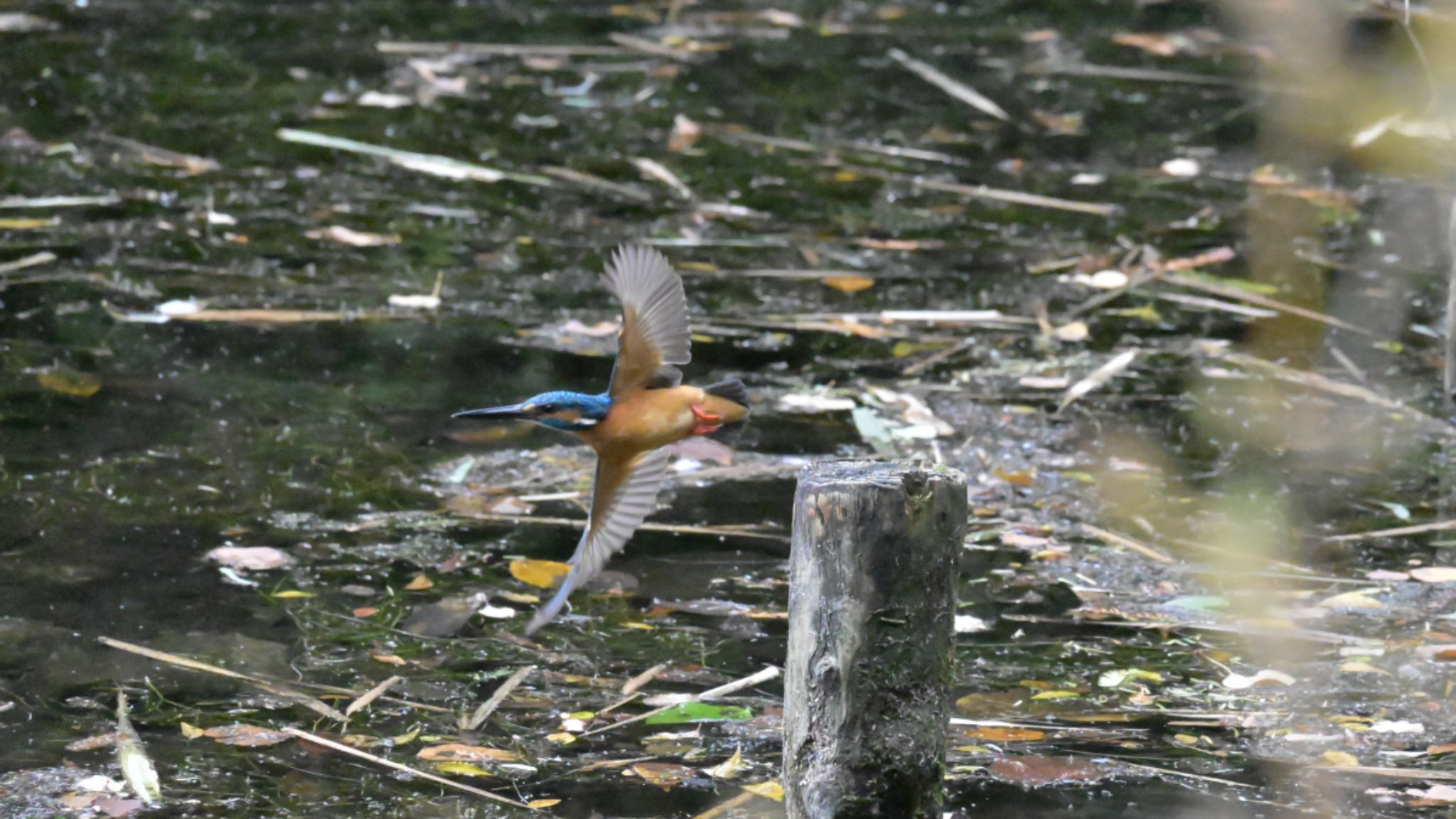 井の頭公園 カワセミの写真 by 鳥見はじめました