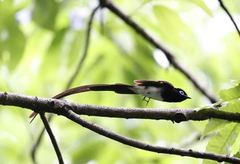 サンコウチョウ 場所が不明 2017年5月9日(火)