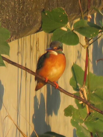 Common Kingfisher 須崎調整池 Wed, 11/3/2021