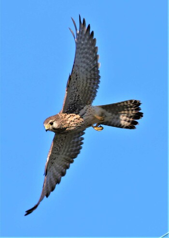 Common Kestrel 湖北野鳥センター Sat, 11/6/2021