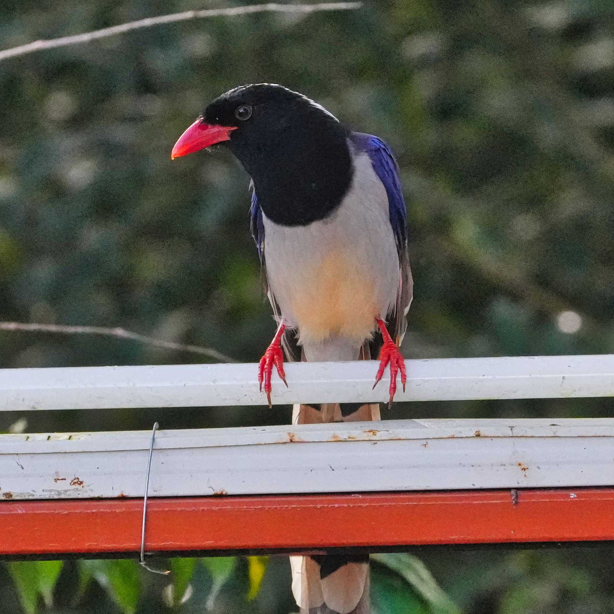 Red-billed Blue Magpie