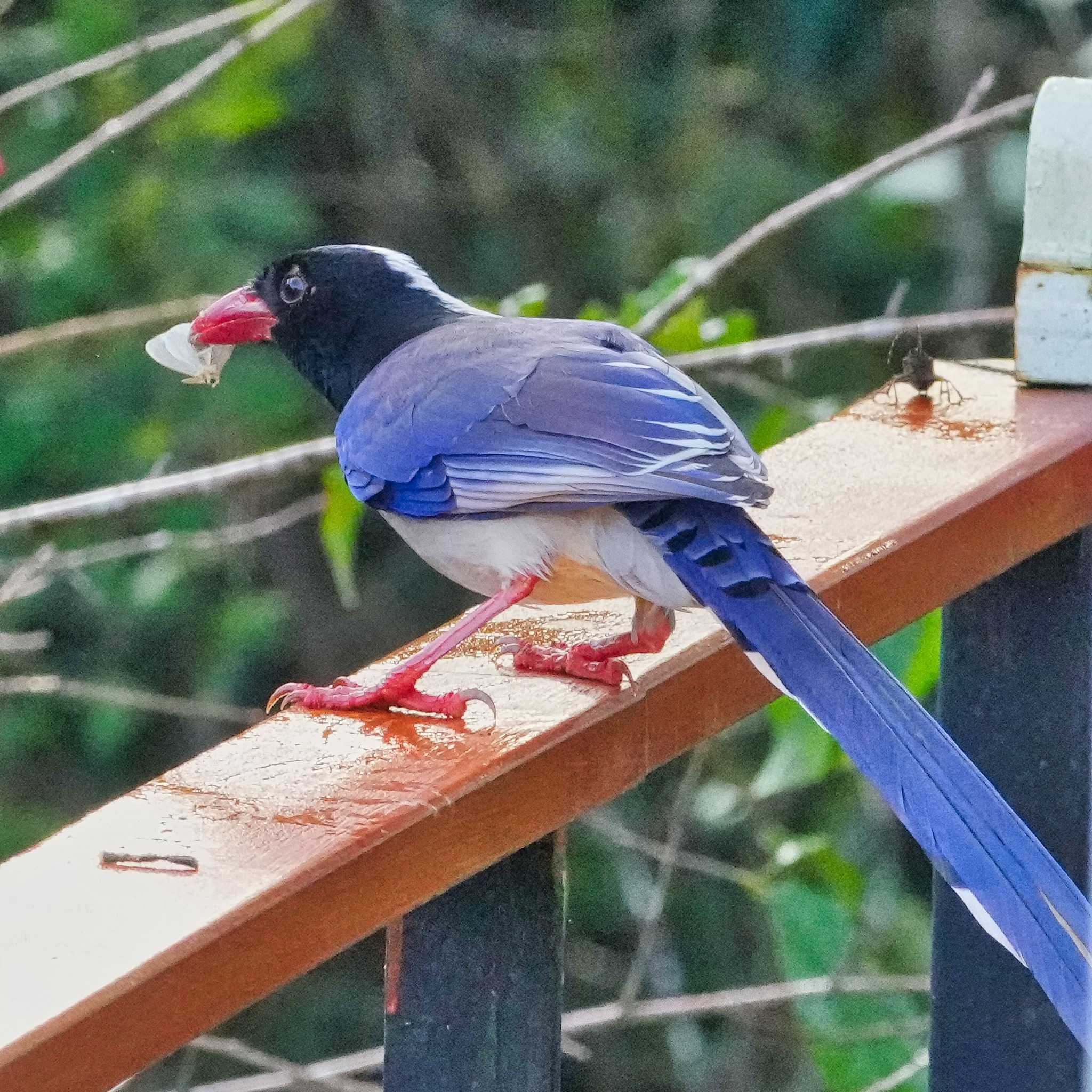 Red-billed Blue Magpie