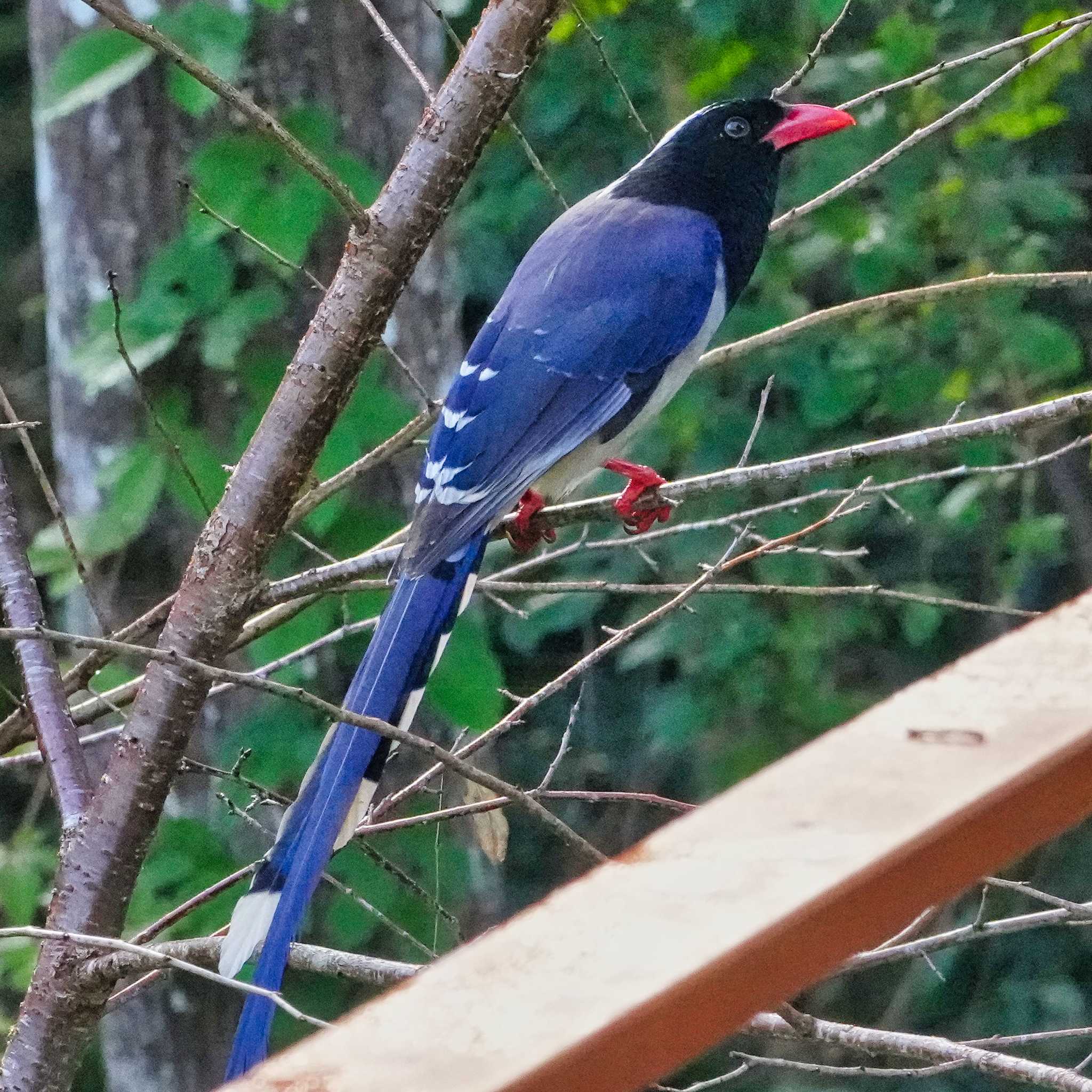 Red-billed Blue Magpie