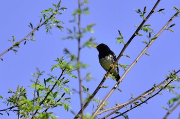 クロツグミ 早戸川林道 2017年5月8日(月)