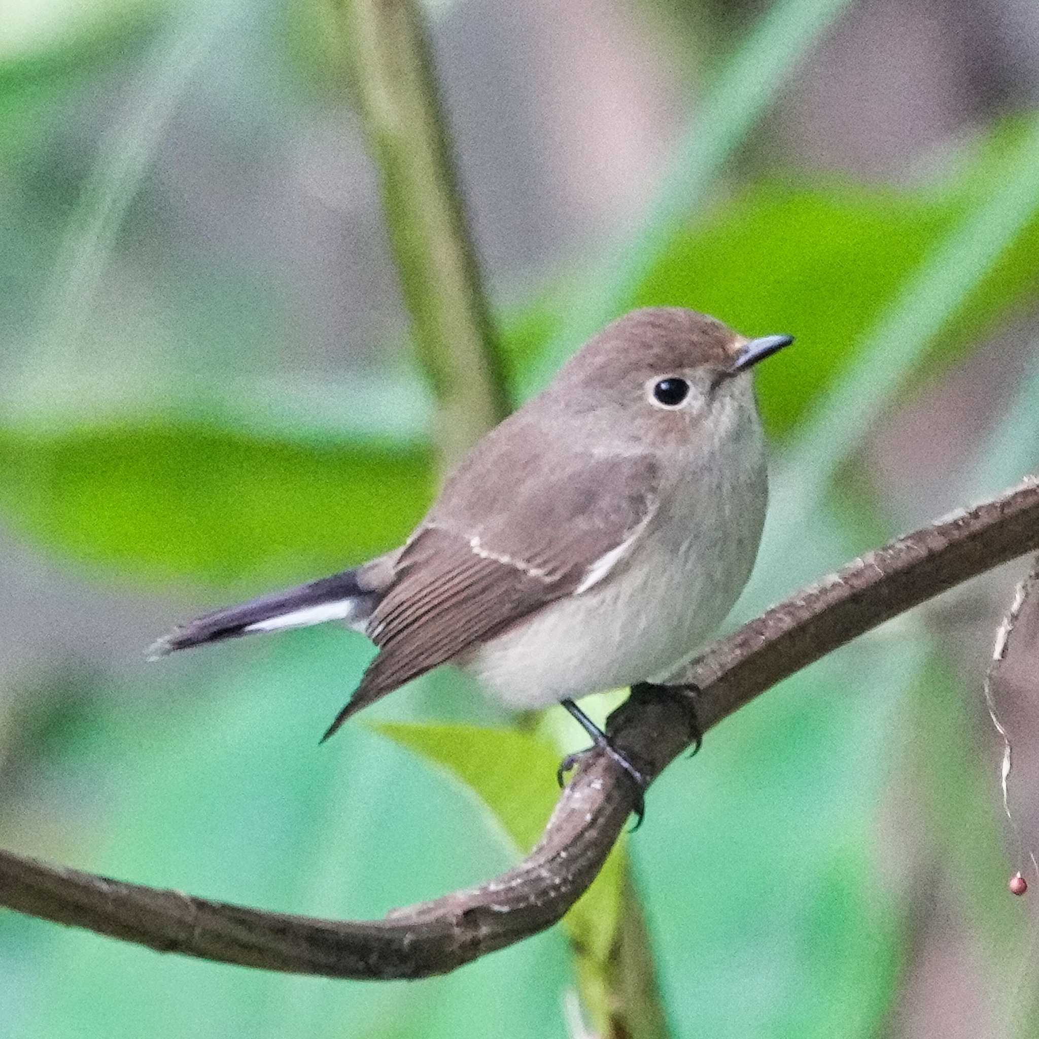 Taiga Flycatcher