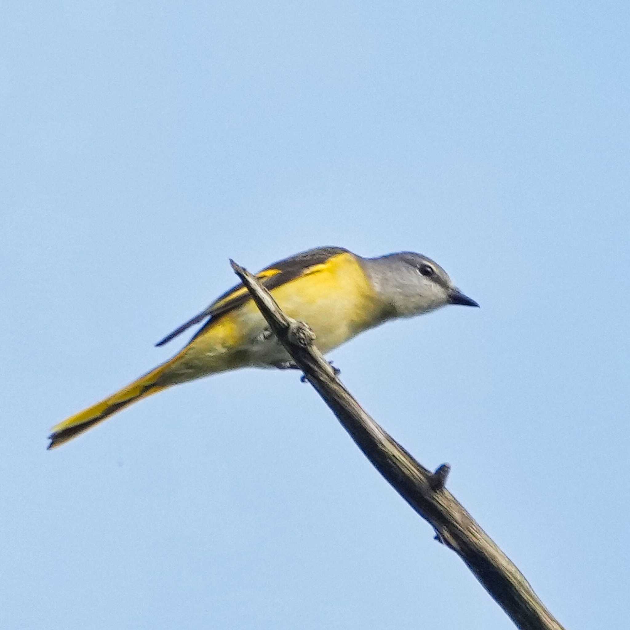 Rosy Minivet