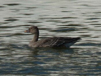 Tundra Bean Goose Yoron Island Thu, 11/11/2021