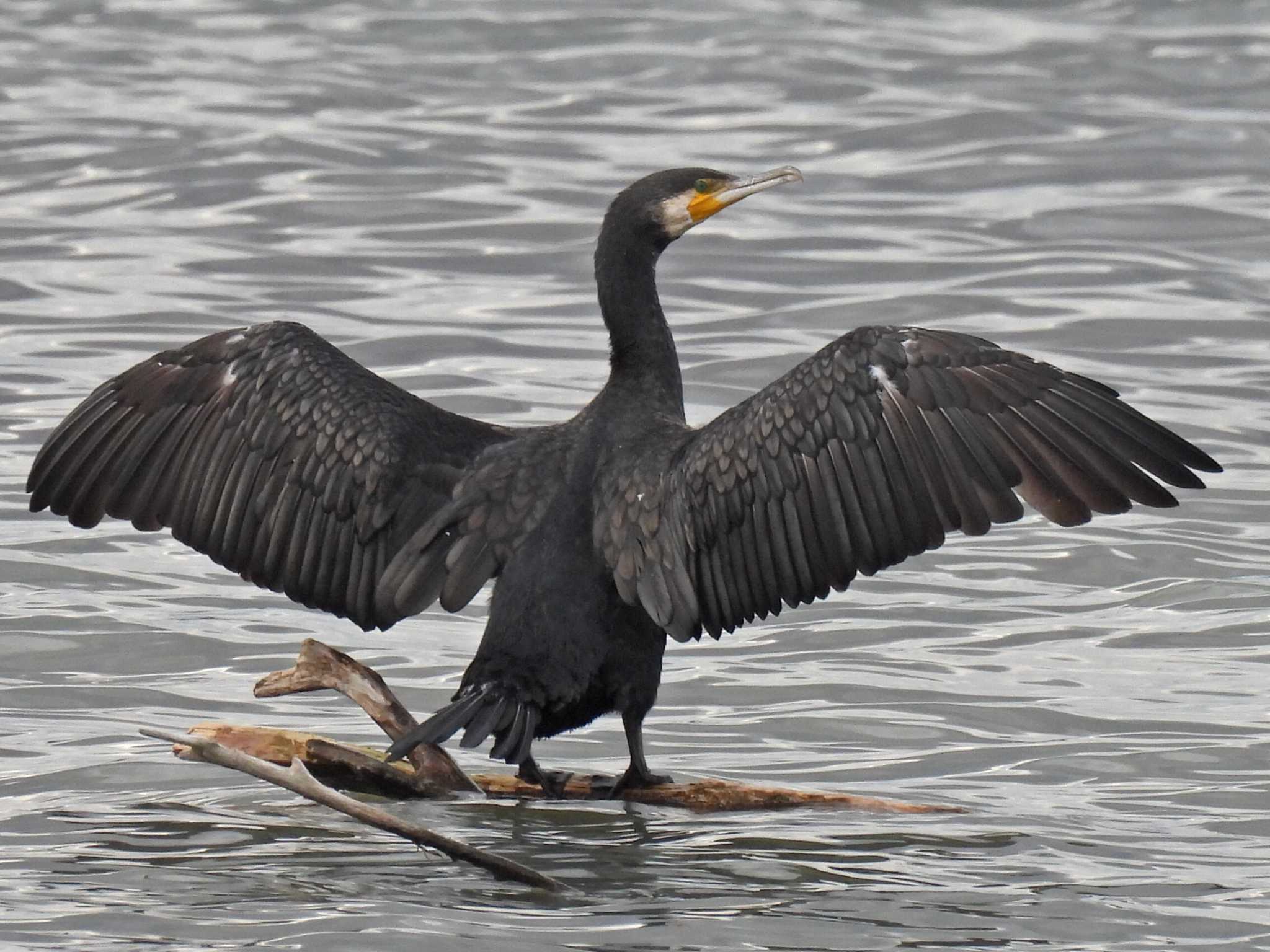 Photo of Great Cormorant at 祖父江ワイルドネイチャー緑地 by 寅次郎