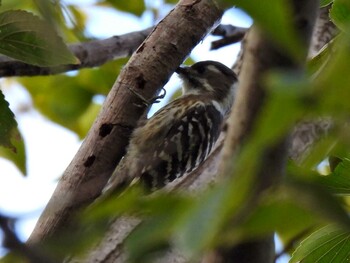 Japanese Pygmy Woodpecker 祖父江ワイルドネイチャー緑地 Thu, 11/11/2021