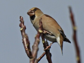 Hawfinch 祖父江ワイルドネイチャー緑地 Thu, 11/11/2021