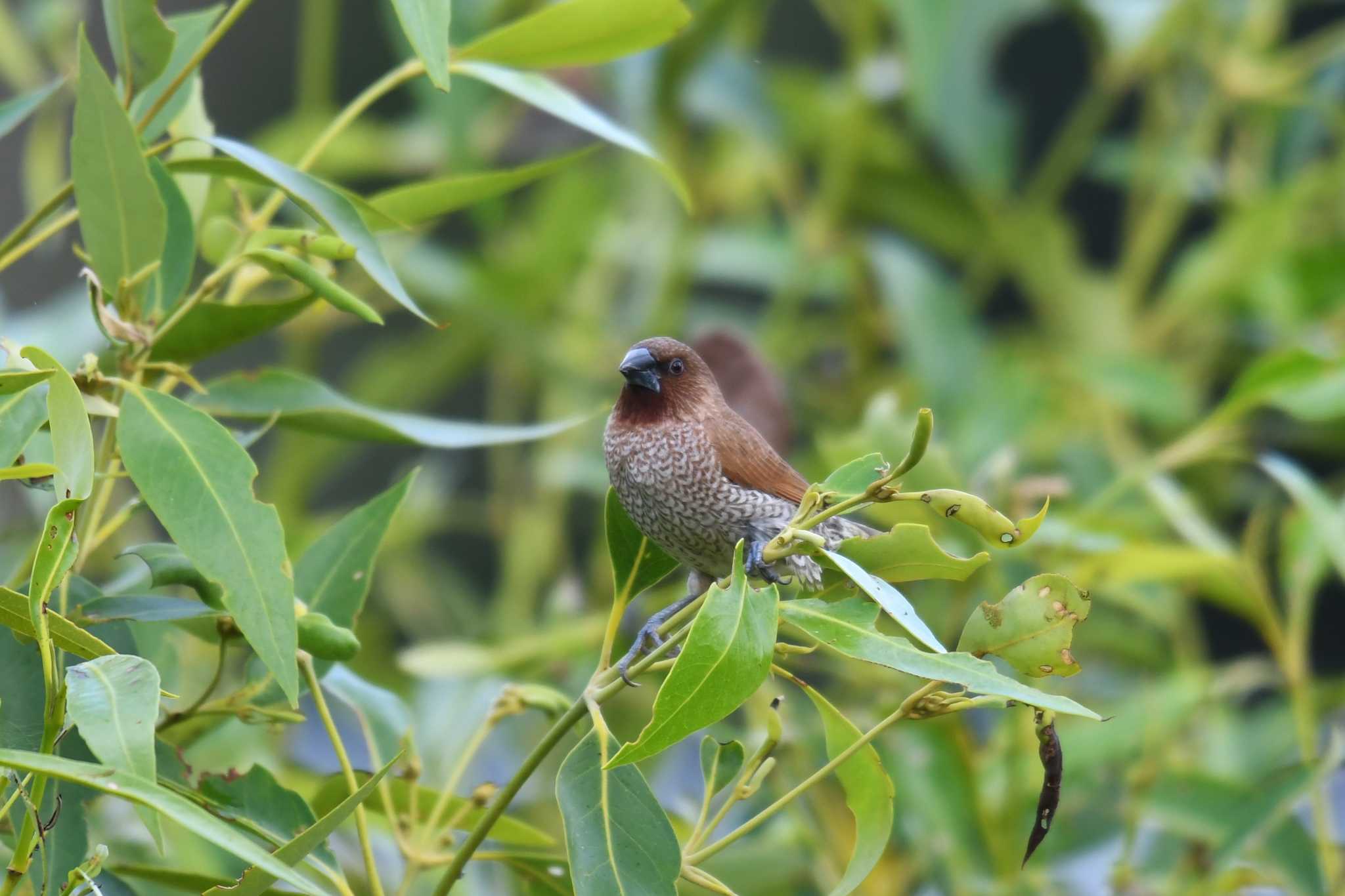 Scaly-breasted Munia