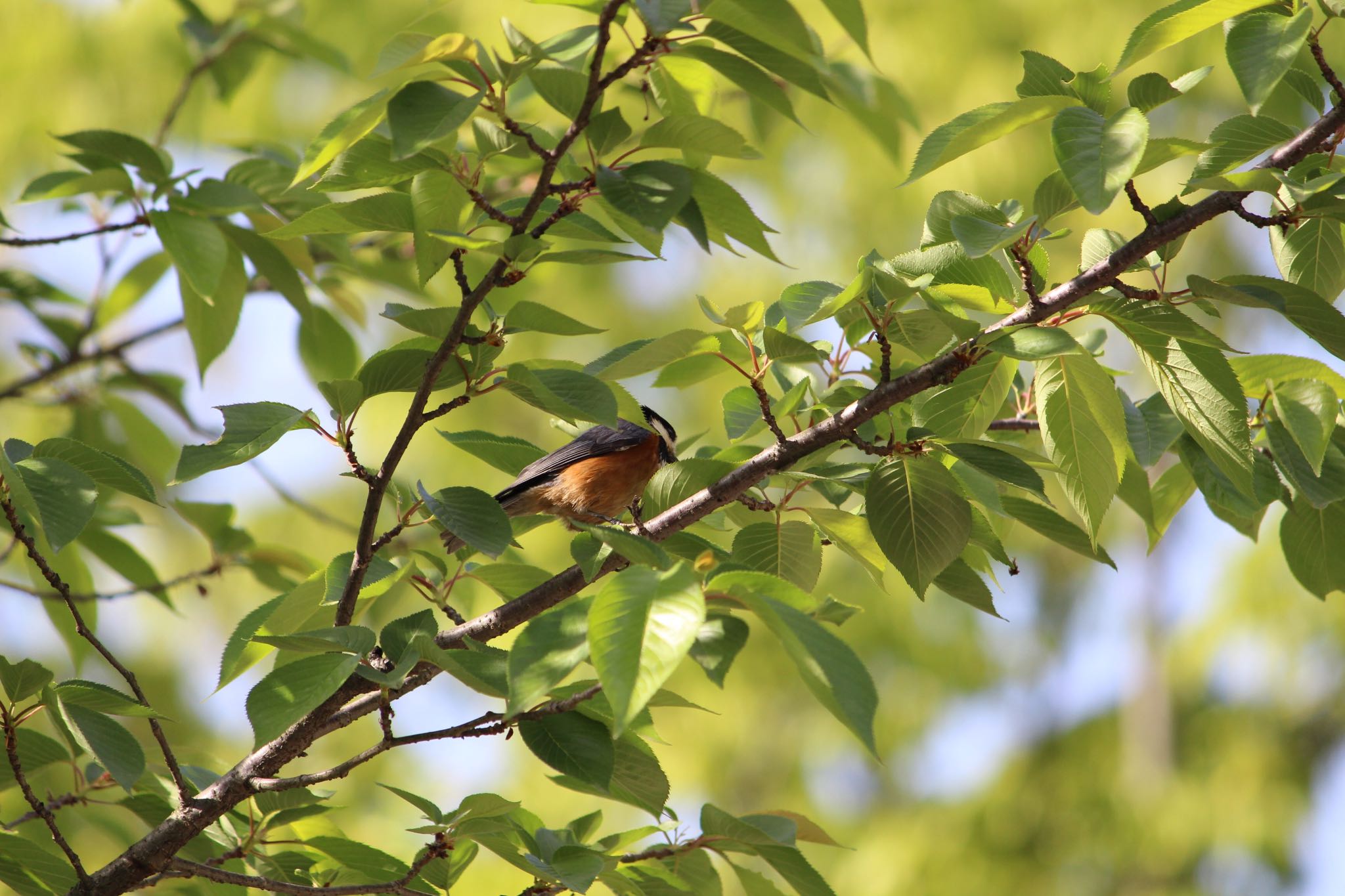 Photo of Varied Tit at  by Yuji