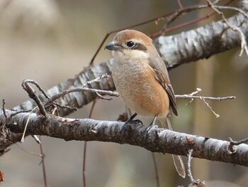 Bull-headed Shrike 多摩川(日野用水堰) Fri, 11/12/2021