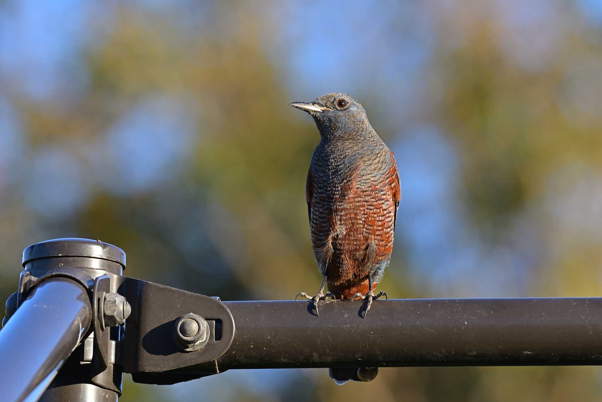 柏尾川 イソヒヨドリの写真 by Tosh@Bird