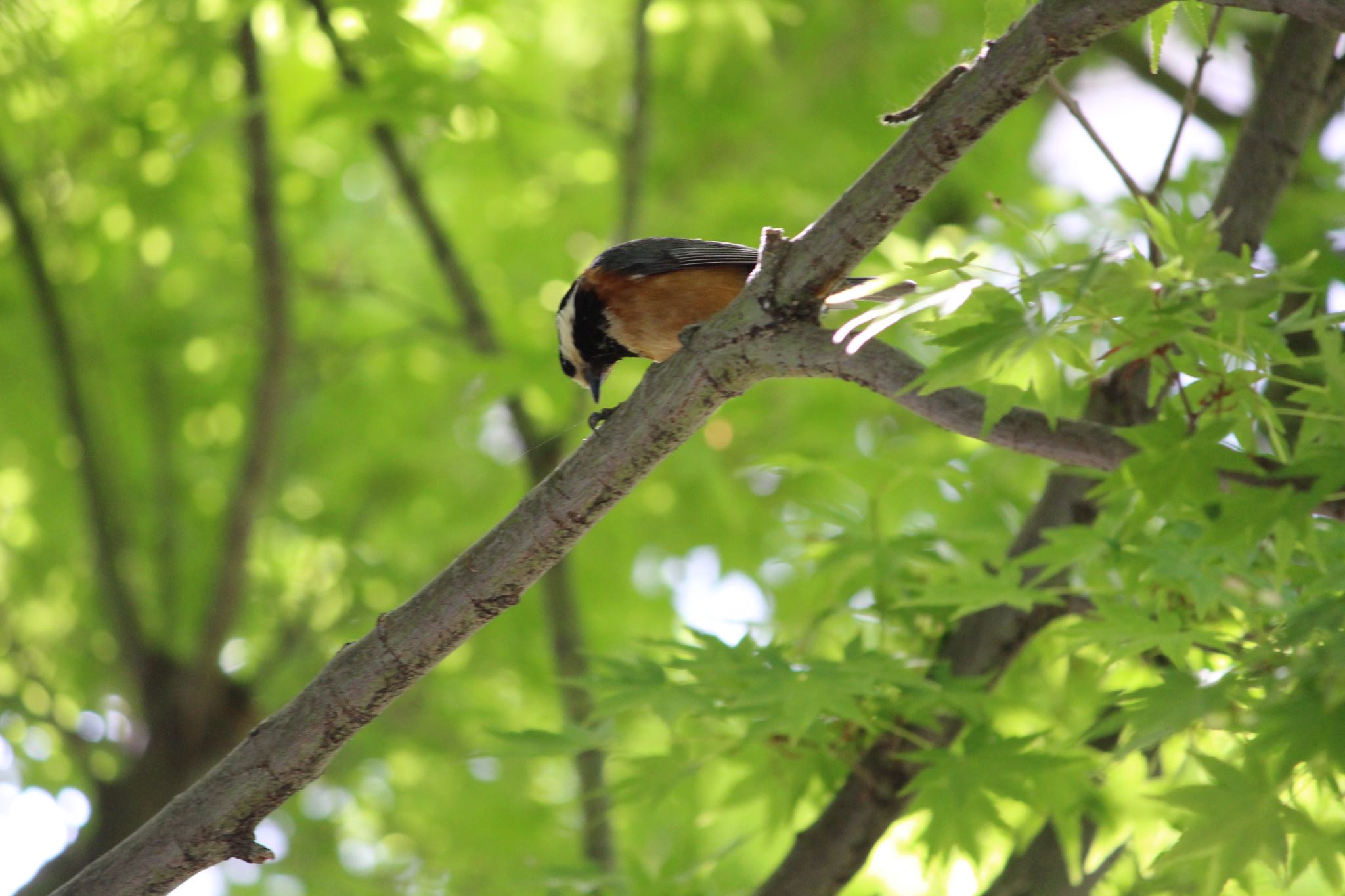 Photo of Varied Tit at  by Yuji