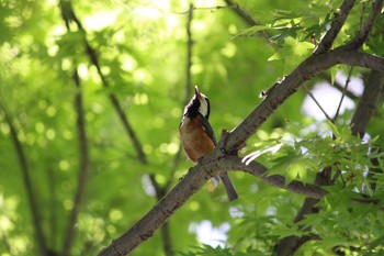 Varied Tit Unknown Spots Sun, 5/7/2017