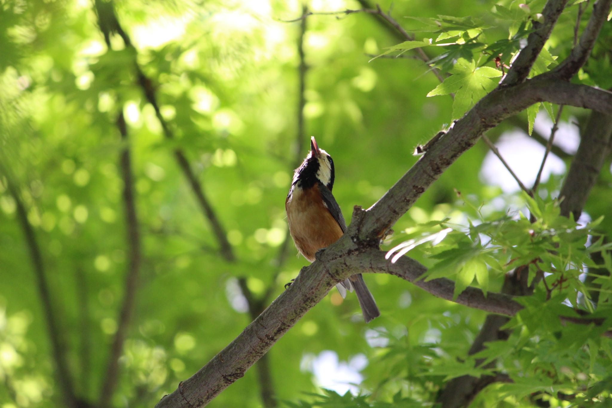 Photo of Varied Tit at  by Yuji