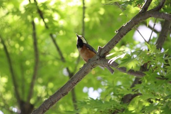 Varied Tit 犬山城 Sun, 5/7/2017