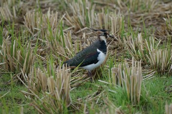 2021年11月12日(金) 斐伊川河口の野鳥観察記録