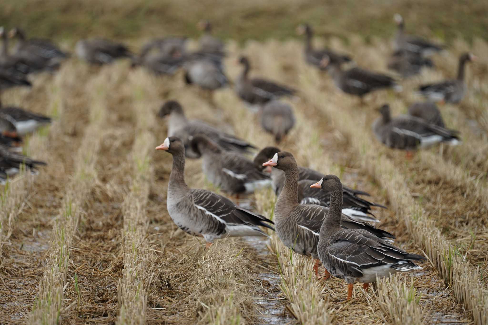 Photo of Greater White-fronted Goose at 斐伊川河口 by ひらも