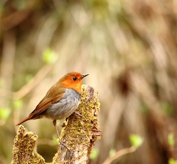 Japanese Robin 伊香保森林公園 Tue, 5/9/2017