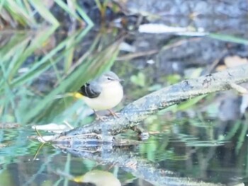 2021年11月12日(金) 横浜市児童遊園地の野鳥観察記録