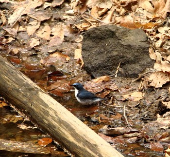 Siberian Blue Robin 伊香保森林公園 Tue, 5/9/2017