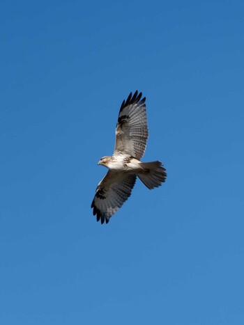 2021年11月11日(木) 東京港野鳥公園の野鳥観察記録