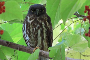 2021年11月12日(金) 石神井公園の野鳥観察記録