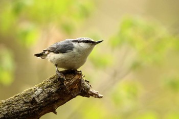 Eurasian Nuthatch 伊香保森林公園 Tue, 5/9/2017