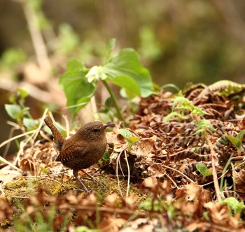 Eurasian Wren 伊香保森林公園 Tue, 5/9/2017