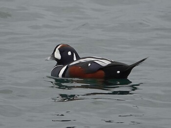 Harlequin Duck 蕪島(青森県) Fri, 11/12/2021