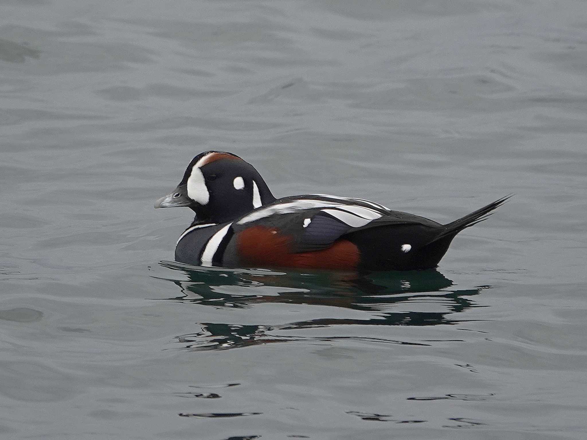 Photo of Harlequin Duck at 蕪島(青森県) by dalidalida