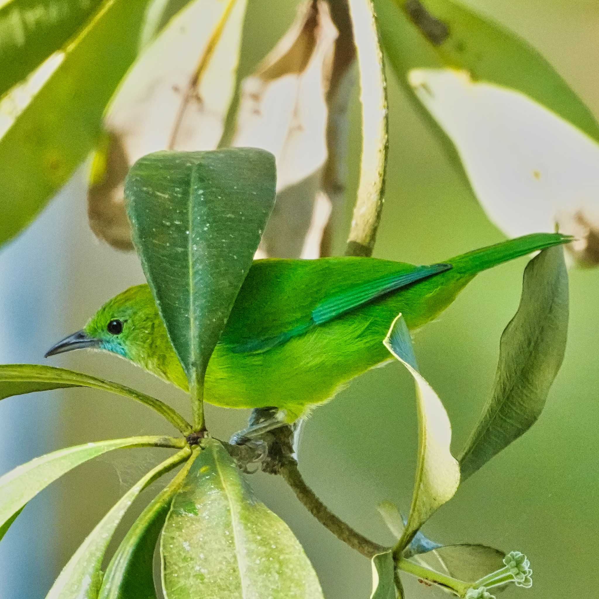 Blue-winged Leafbird