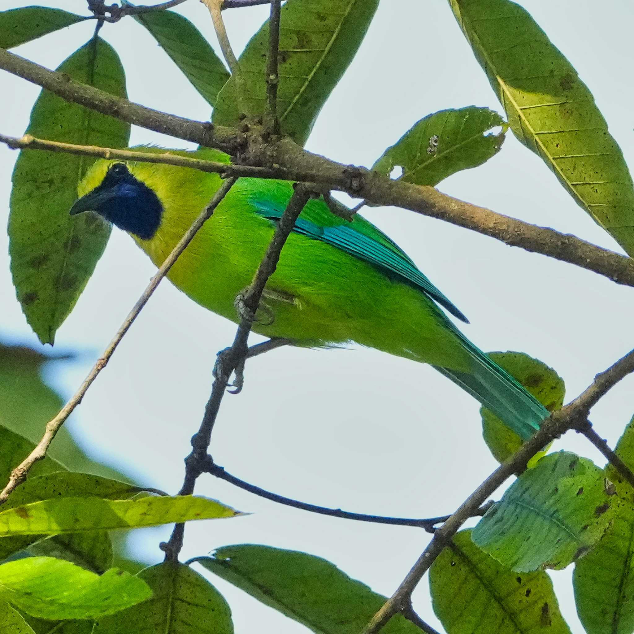 Blue-winged Leafbird