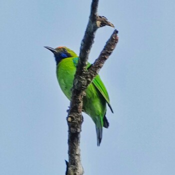 Golden-fronted Leafbird Nam Nao National Park Thu, 11/4/2021