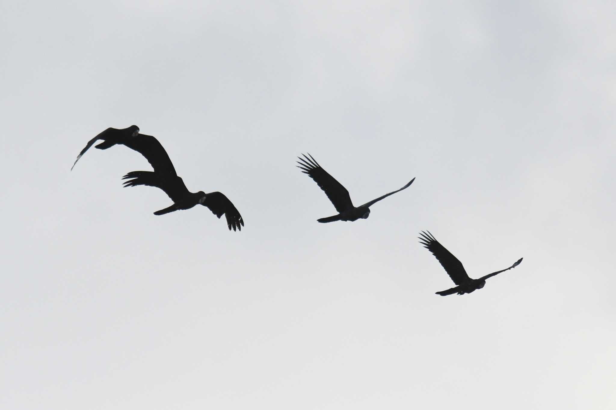 Red-tailed Black Cockatoo