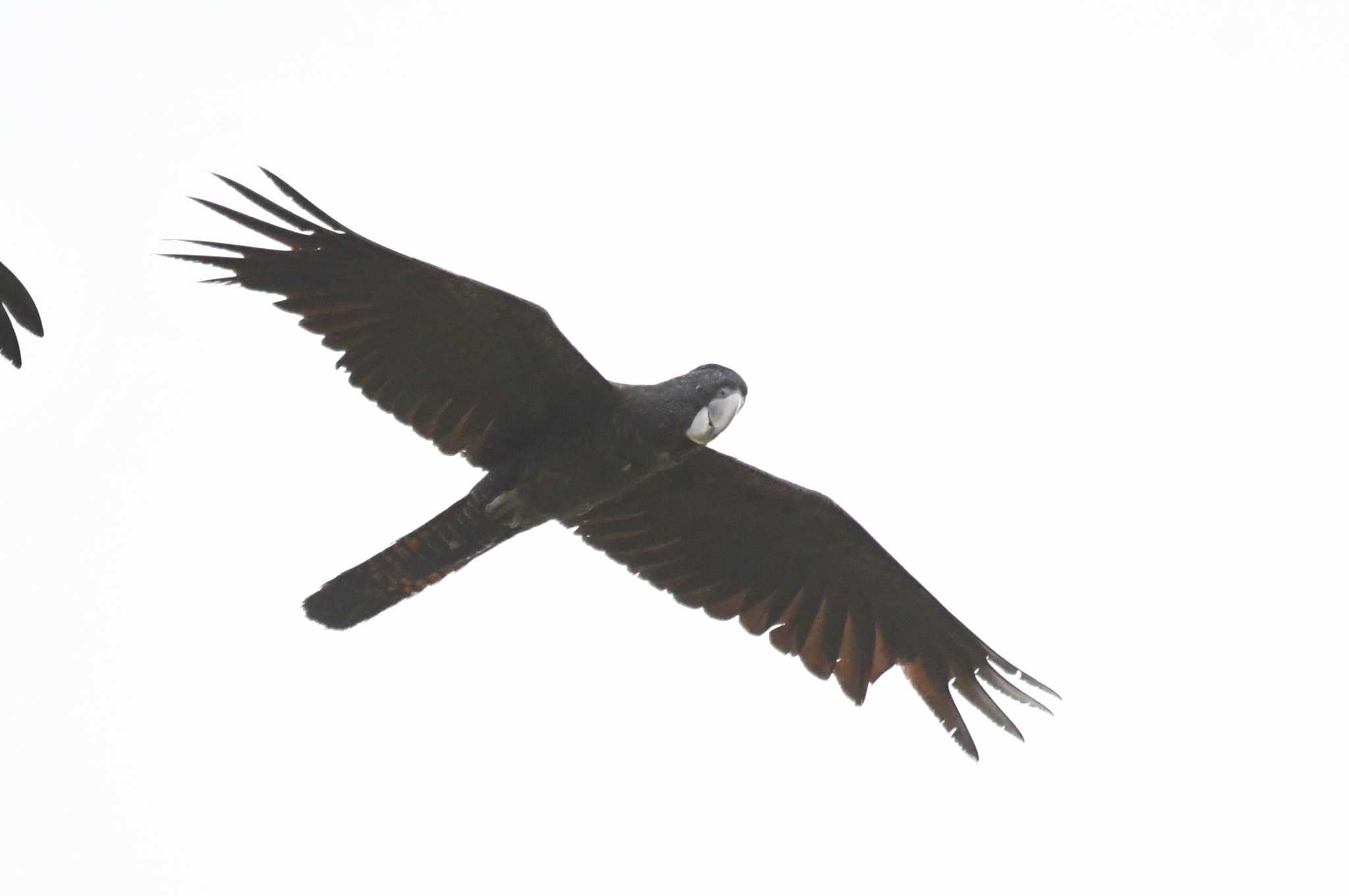 Red-tailed Black Cockatoo