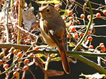 Daurian Redstart 河跡湖公園 Fri, 11/12/2021