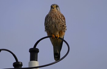 Fri, 11/12/2021 Birding report at 恩智川治水緑地