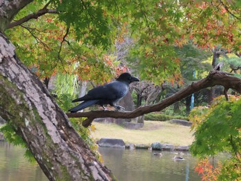 2021年11月11日(木) 鶴舞公園(名古屋)の野鳥観察記録