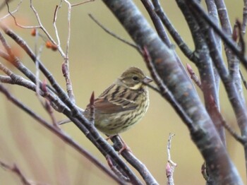 アオジ 鳥取県 2021年10月31日(日)