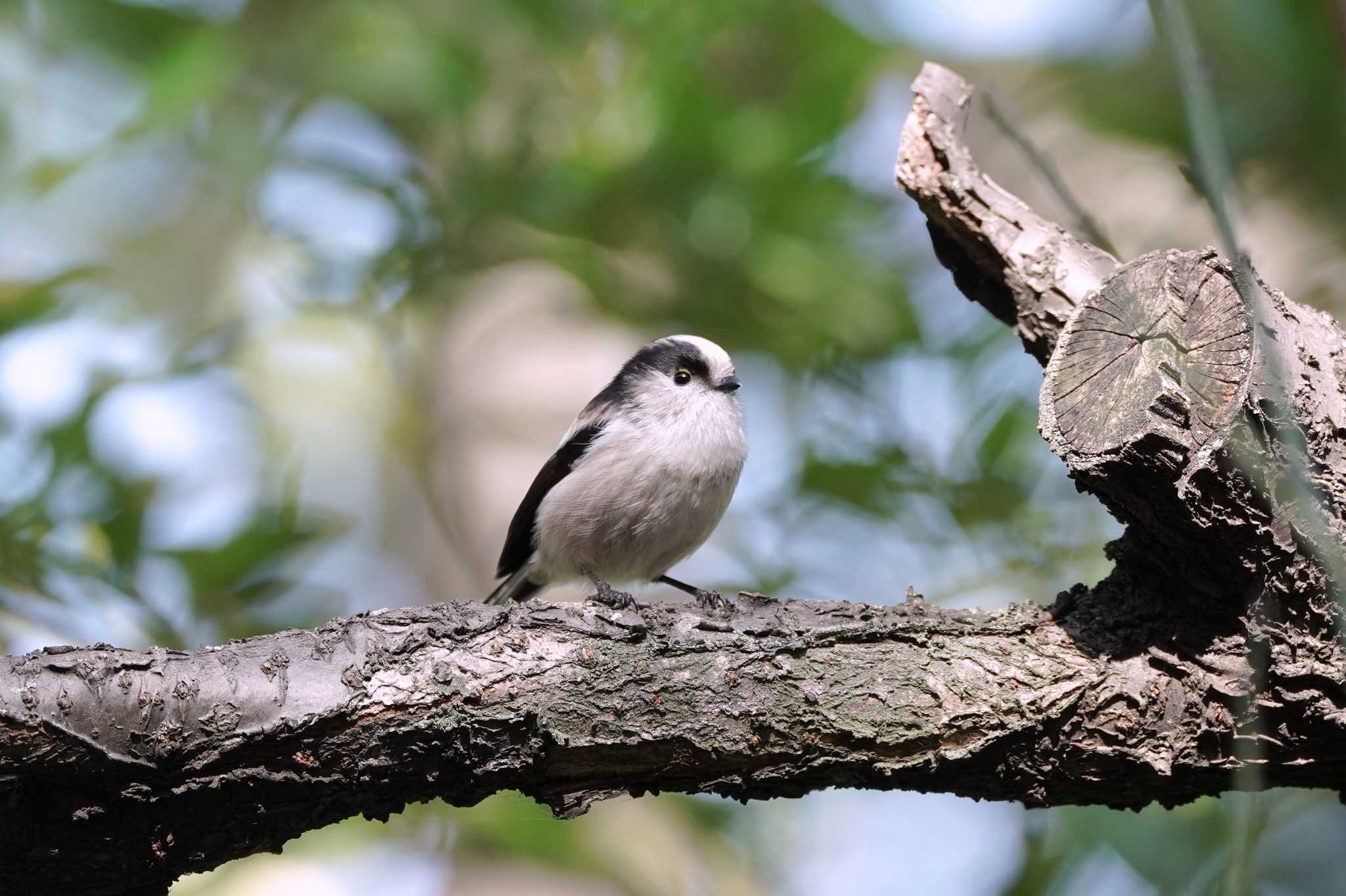 東京港野鳥公園 エナガの写真 by A-robin