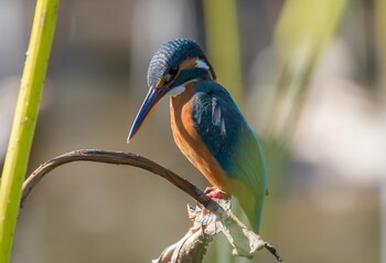 カワセミ 薬師池公園 2021年11月4日(木)