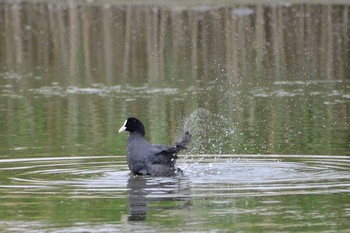 オオバン 多摩川河川敷 2017年5月9日(火)