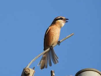 2021年11月5日(金) 山口県の野鳥観察記録