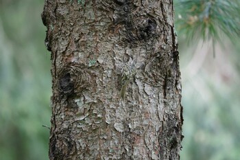 Eurasian Treecreeper Tomakomai Experimental Forest Sun, 8/30/2015