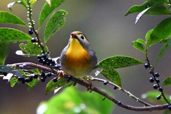 ソウシチョウ 豊田市自然観察の森 2021年11月10日(水)